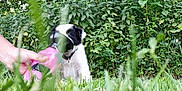 Maïdo participe au concours pour gagner de l'argent avec cette photo : animal, black_and_white, collar, cone_collar, cute, dog, garden, grass, greenery, hand, leafy_background, nature, outdoor, pet, pet_care, puppy, sitting, summer, water_bottle, young_dog