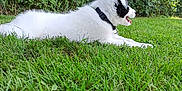 Maïdo participe au concours pour gagner de l'argent avec cette photo : animal, black_and_white, canine, collar, daylight, dog, fur, garden, grass, greenery, happy, hedge, laying_down, nature, outdoor, pet, relaxing, side_view, summer, tongue_out