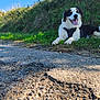 dog, grass, path, rocks, outdoor, sunlight, nature, blue_sky, happy, animal, lying_down, fur, black_and_white, canine, tongue_out, daytime, scenery, relaxing, pet, background_blur