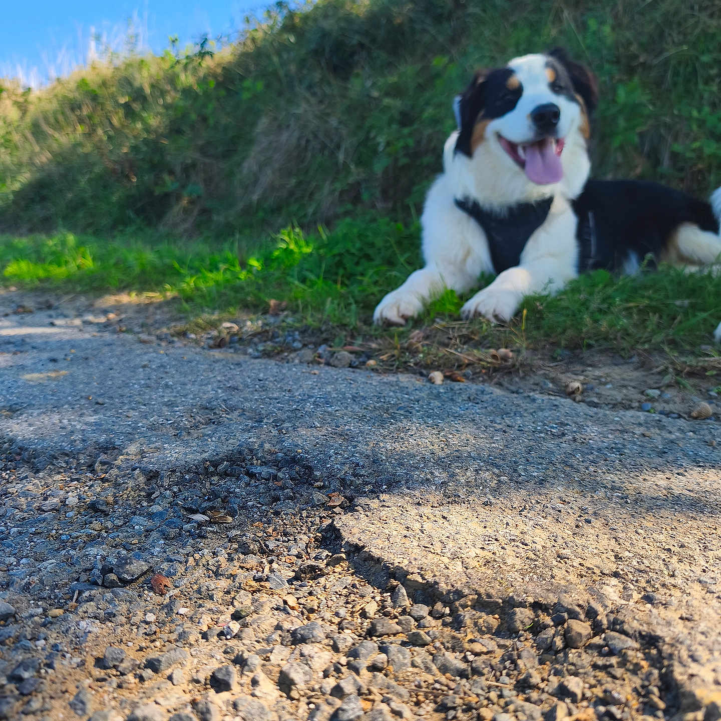 Spyke participe au concours pour gagner de l'argent avec cette photo : animal, background_blur, black_and_white, blue_sky, canine, daytime, dog, fur, grass, happy, lying_down, nature, outdoor, path, pet, relaxing, rocks, scenery, sunlight, tongue_out