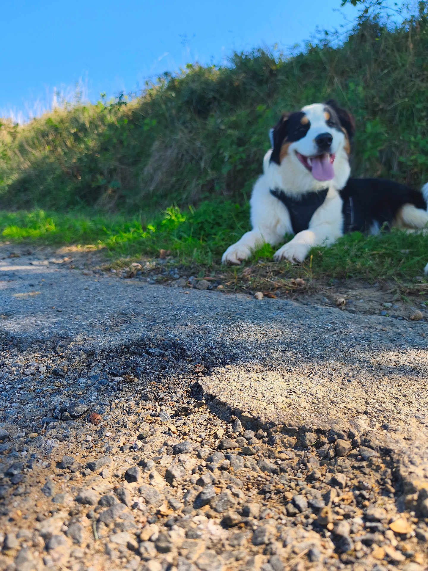 Spyke participe au concours pour gagner de l'argent avec cette photo : dog, grass, path, rocks, outdoor, sunlight, nature, blue_sky, happy, animal, lying_down, fur, black_and_white, canine, tongue_out, daytime, scenery, relaxing, pet, background_blur