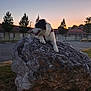 animal, building, calm, dog, evening, fur, grass, landscape, leisure, muzzle, nature, outdoor, paws, pet, quiet, rock, sky, suburban, sunset, trees