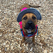 Rex is registered to the contest to win money with this photo: adventure, animal, brown_dog, canine, close_up, collar, cute, daylight, dog, fur, ground, hat, looking_up, nature, outdoor, pet, rocks, standing, sun_hat, vest