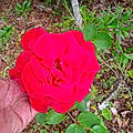 Grace A. G.