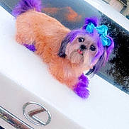 Dior Chanel joined the competition — help win amazing prizes! dog, purple_hair, blue_bow, car, white_car, lexus, license_plate, outdoor, suburban, pet, fluffy, tongue_out, sunset, fur, animal, cute, playful, vehicle, trunk, colorful
