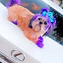 dog, purple_hair, blue_bow, car, white_car, lexus, license_plate, outdoor, suburban, pet, fluffy, tongue_out, sunset, fur, animal, cute, playful, vehicle, trunk, colorful