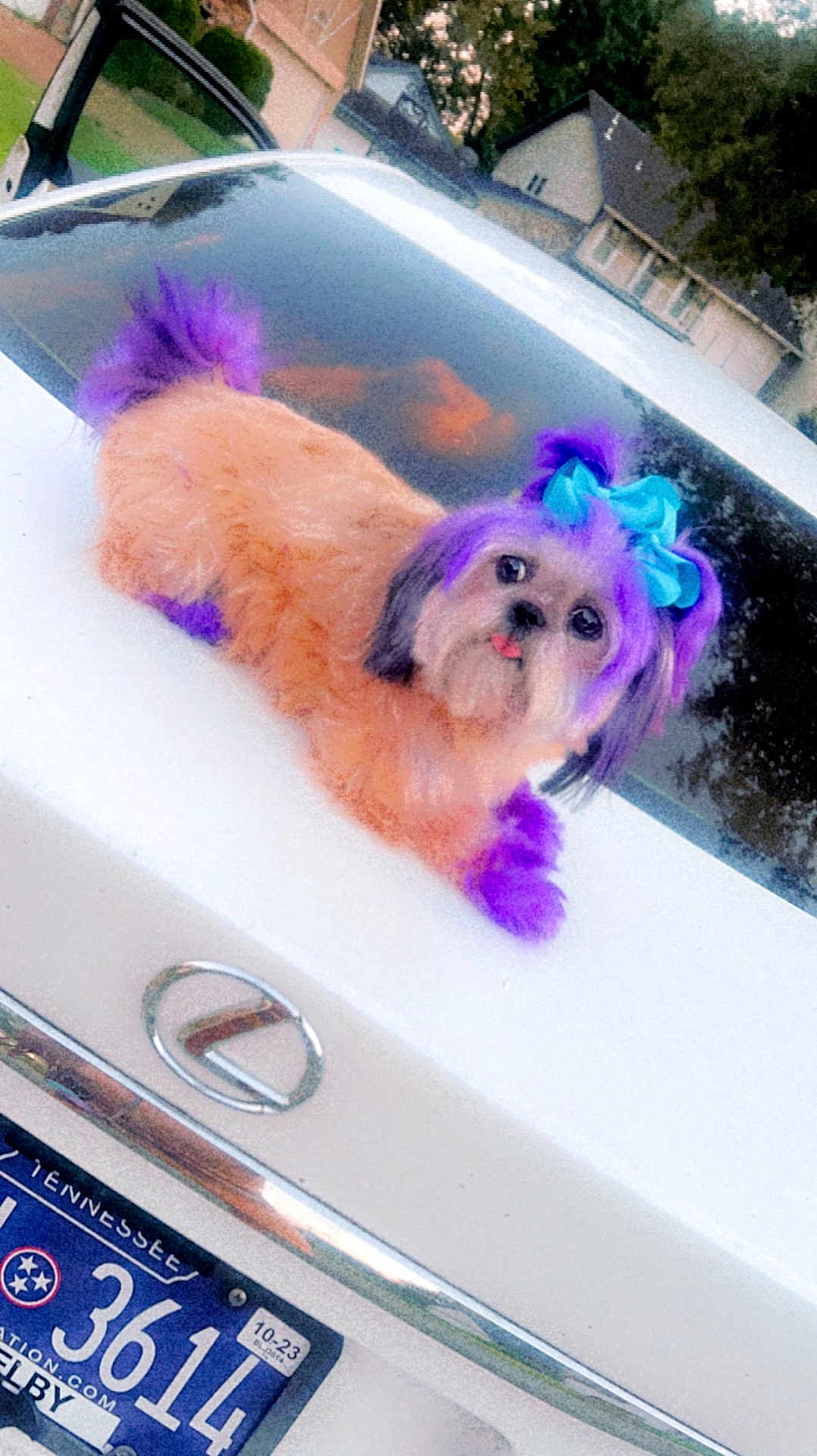 Dior Chanel joined the competition — help win amazing prizes! dog, purple_hair, blue_bow, car, white_car, lexus, license_plate, outdoor, suburban, pet, fluffy, tongue_out, sunset, fur, animal, cute, playful, vehicle, trunk, colorful