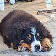 Balto a rejoint le concours — aidez-le/la à gagner de superbes lots ! dog, puppy, bernese_mountain_dog, fluffy, black_white_brown, lying_down, paws, nose, eyes, side_eye, outdoor, patio, concrete, firewood, backyard, furniture, portrait, pet, cute, relaxed