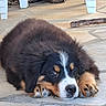 dog, puppy, bernese_mountain_dog, fluffy, black_white_brown, lying_down, paws, nose, eyes, side_eye, outdoor, patio, concrete, firewood, backyard, furniture, portrait, pet, cute, relaxed