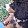 Balto participe au concours pour gagner de l'argent avec cette photo : dog, bernese_mountain_dog, puppy, tricolor, black_fur, brown_markings, white_markings, fluffy, long_hair, collar, harness, grass, outdoor, pet, animal, lying_down, close_up, side_profile, human_hand, cuddling