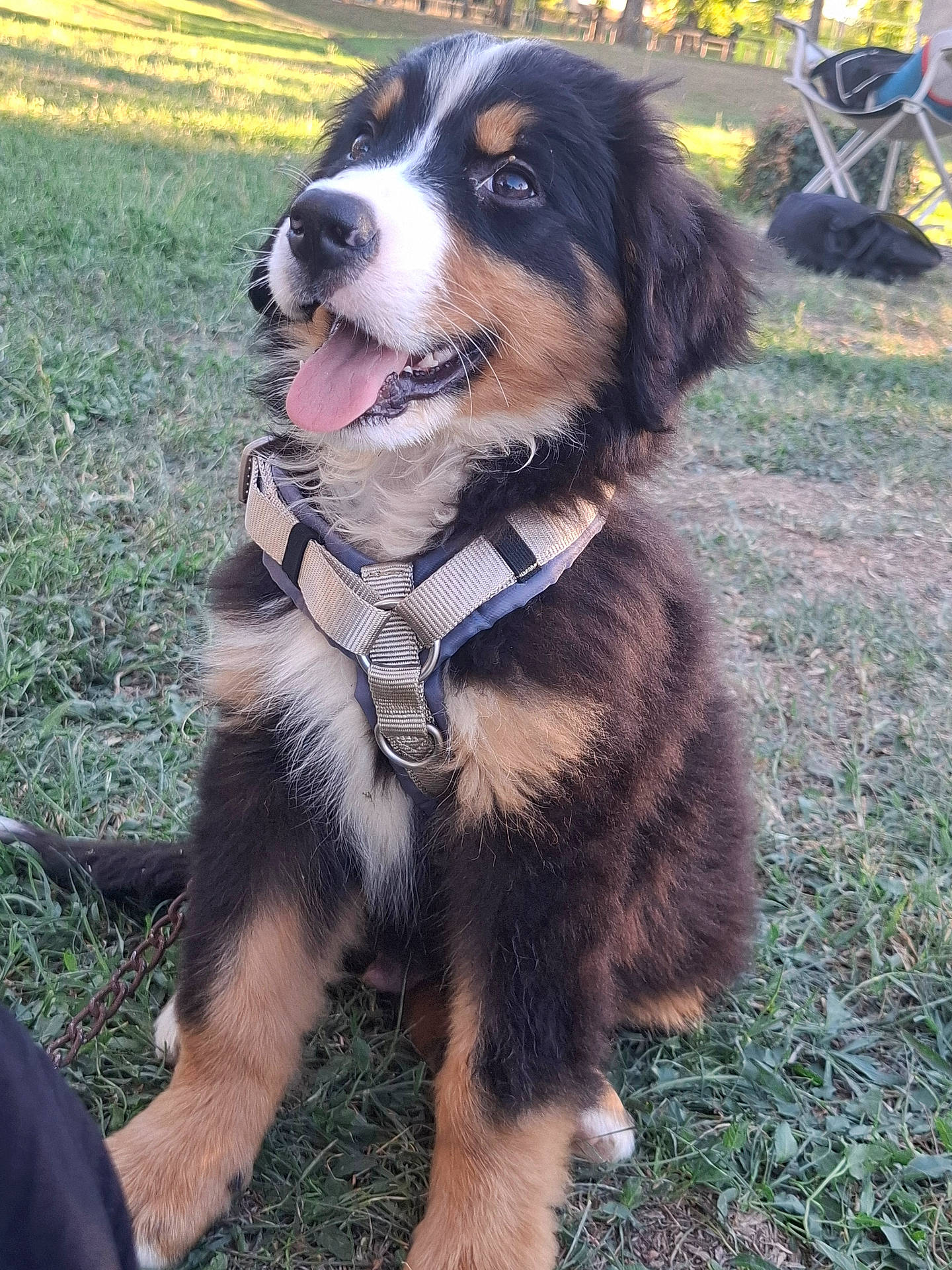Balto