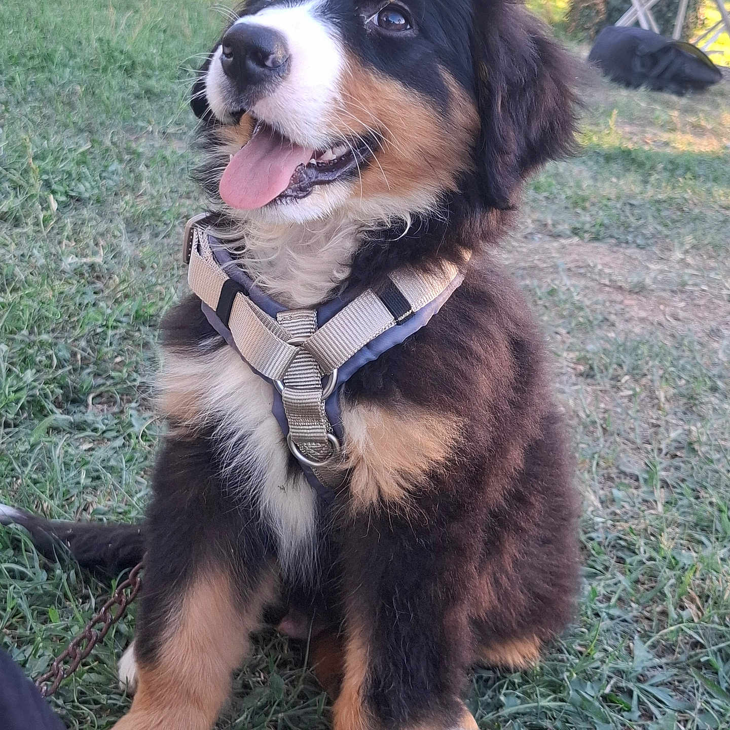 Balto