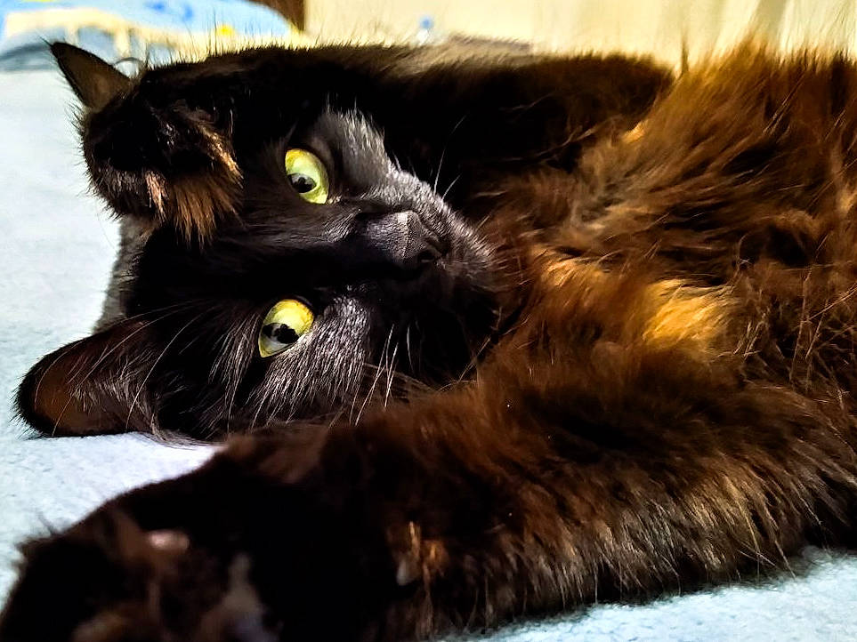 Agatha is registered to the contest to win money with this photo: black_cat, bombay, carnivore, cat, claw, comfort, domestic_short_haired_cat, ear, felidae, fur, mammal, paw, small_to_medium_sized_cats, snout, tail, terrestrial_animal, vertebrate, whiskers