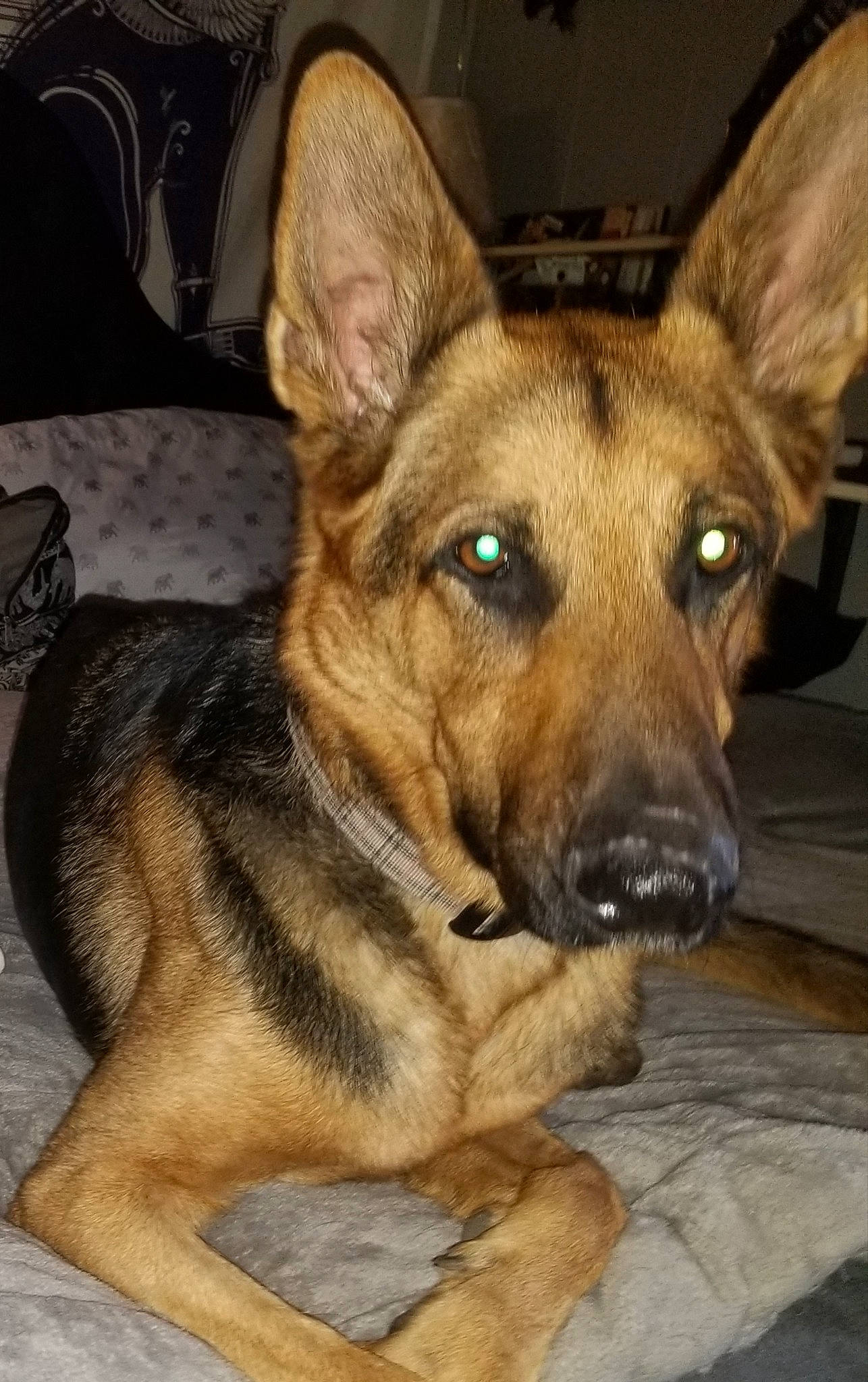 Jade joined the competition — help win amazing prizes! belgian_shepherd_malinois, canidae, carnivore, companion_dog, dog, dog_breed, east_european_shepherd, fawn, fur, german_shepherd_dog, herding_dog, snout, sporting_group, terrestrial_animal, working_animal, working_dog