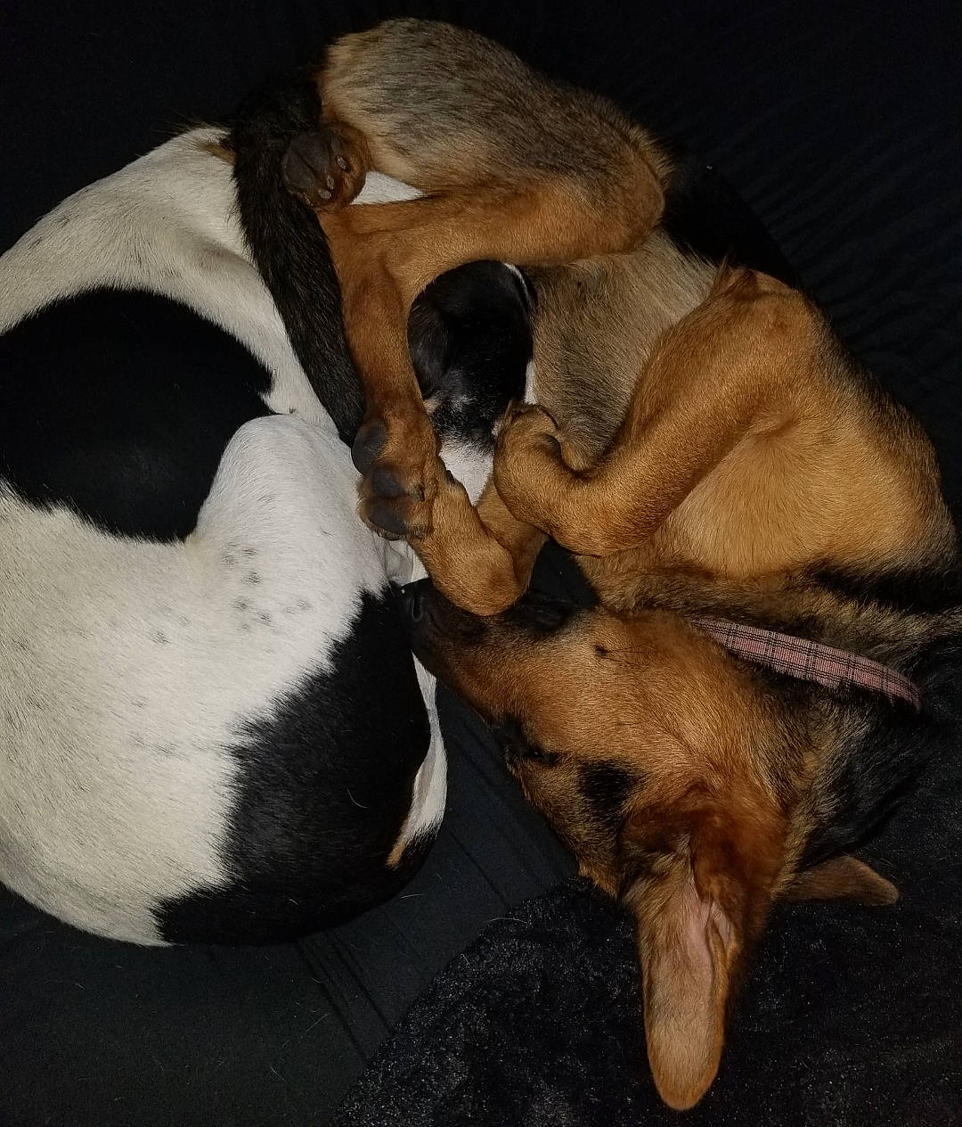 Jade is registered to the contest to win money with this photo: canidae, carnivore, comfort, companion_dog, dog, dog_breed, ear, fawn, fur, guard_dog, nap, paw, scent_hound, snout, sporting_group, tail, terrestrial_animal, whiskers, wildlife, working_animal