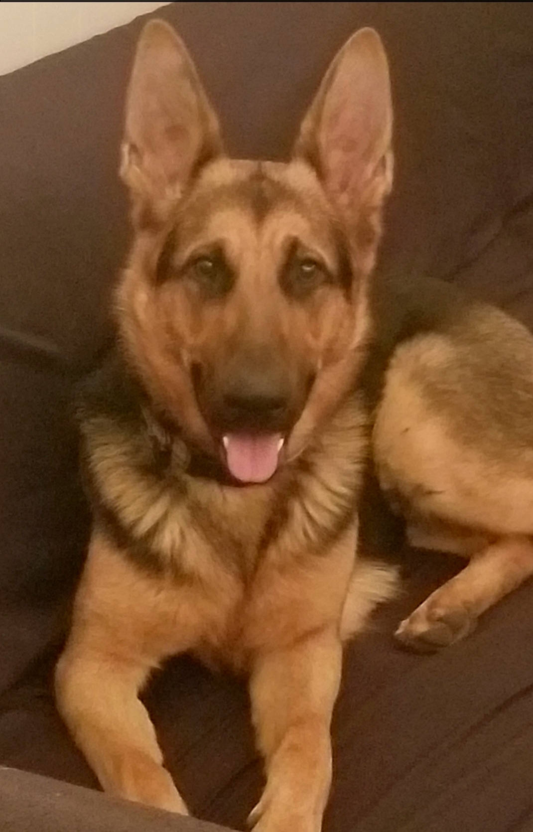 Jade joined the competition — help win amazing prizes! canidae, carnivore, companion_dog, dog, dog_breed, ear, east_european_shepherd, eye, fawn, fur, german_shepherd_dog, head, herding_dog, jaw, snout, sporting_group, terrestrial_animal, whiskers, working_animal, working_dog