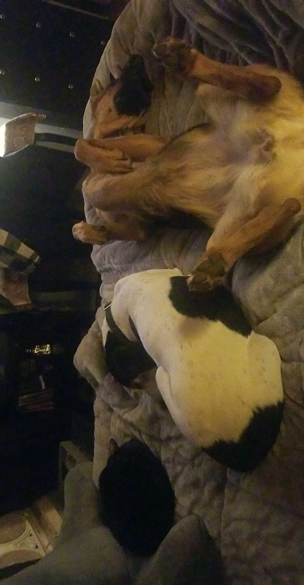 Jade is registered to the contest to win money with this photo: art, canidae, carnivore, comfort, companion_dog, dog, dog_breed, fawn, fur, non_sporting_group, paw, snout, sporting_group, tail, terrestrial_animal, visual_arts, working_animal