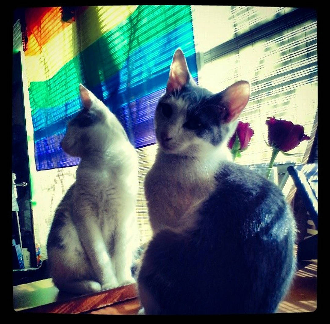 Apollo is registered to the contest to win money with this photo: beauty, carnivore, cat, comfort, electric_blue, electronic_device, felidae, fur, line, mammal, organism, purple, rectangle, small_to_medium_sized_cats, tail, textile, tints_and_shades, vertebrate, whiskers, window