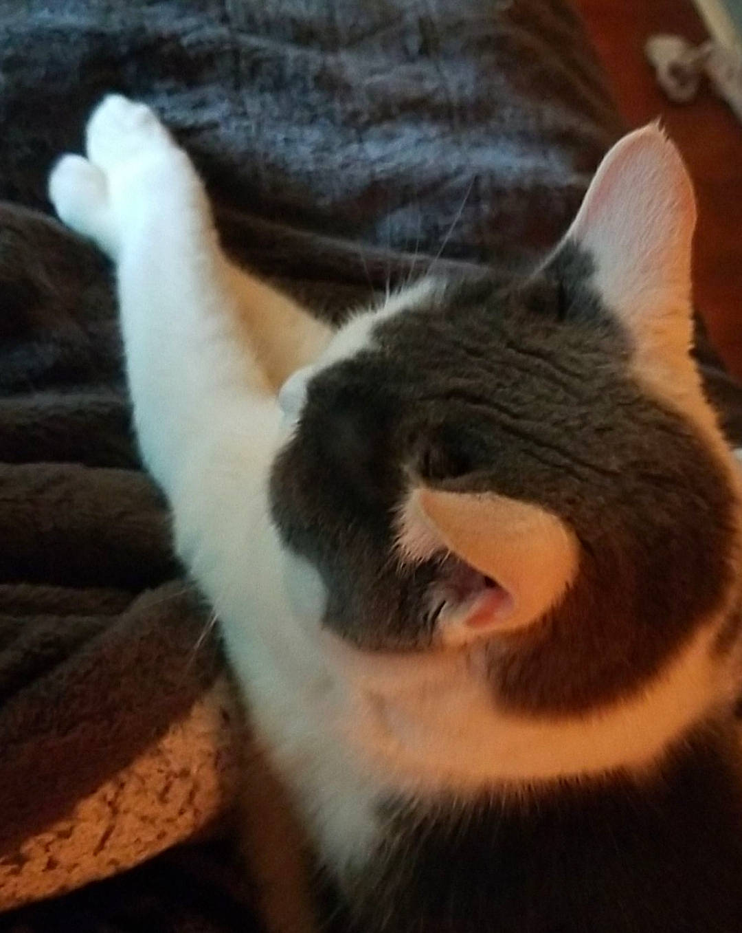 Apollo joined the competition — help win amazing prizes! canidae, carnivore, cat, claw, cloud, comfort, domestic_short_haired_cat, ear, felidae, foot, fur, human_leg, paw, sky, small_to_medium_sized_cats, tail, terrestrial_animal, vertebrate, whiskers, wood