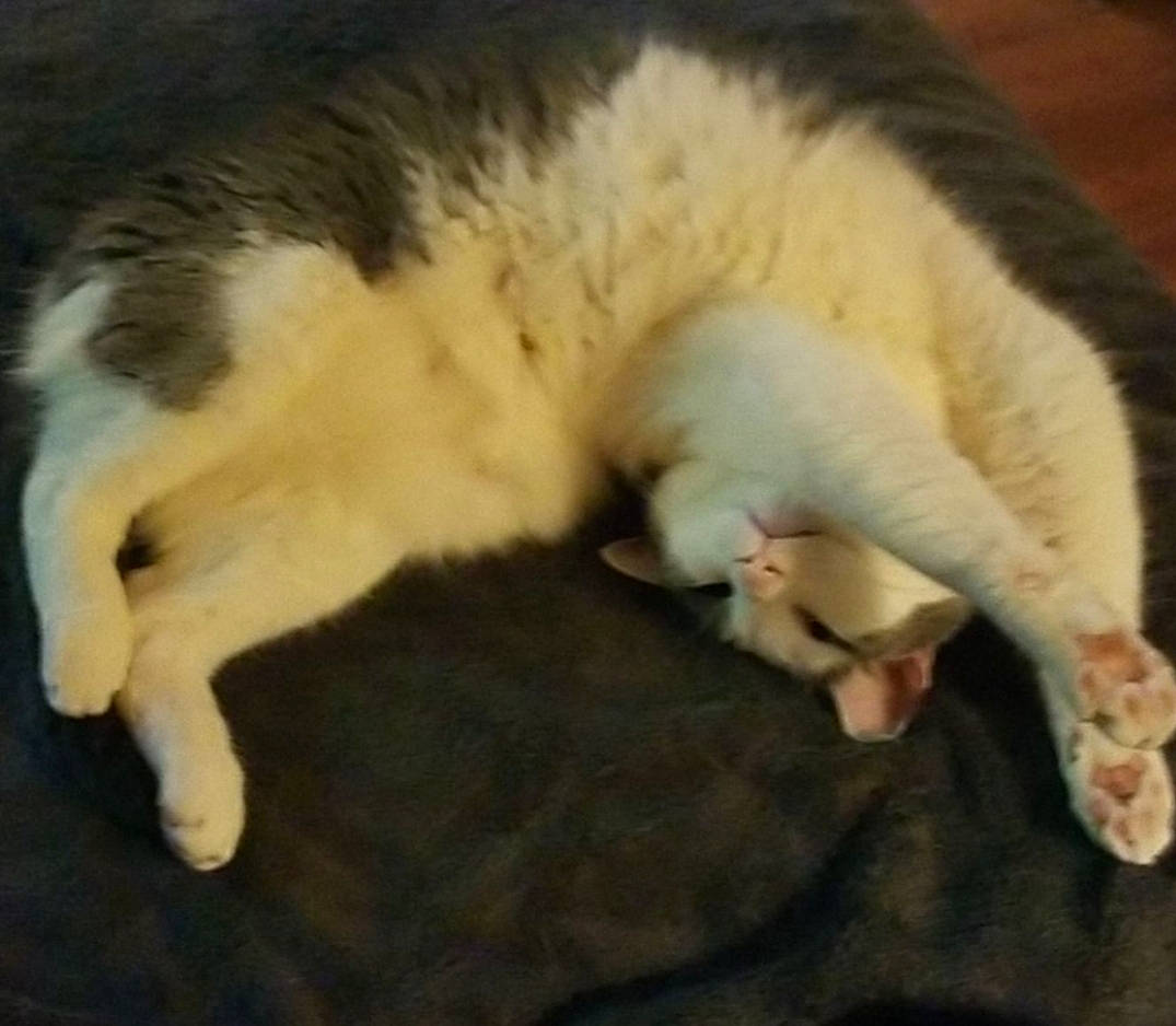 Apollo joined the competition — help win amazing prizes! canidae, carnivore, cat, claw, comfort, companion_dog, dog_breed, domestic_short_haired_cat, felidae, fur, mammal, nap, paw, sleep, small_to_medium_sized_cats, snout, tail, terrestrial_animal, vertebrate, whiskers