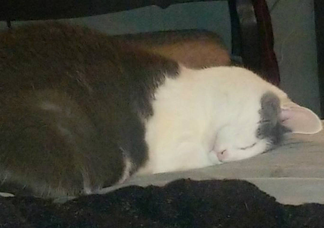 Apollo is registered to the contest to win money with this photo: carnivore, cat, cat_supply, comfort, domestic_short_haired_cat, eye, felidae, fur, nap, paw, sleep, small_to_medium_sized_cats, snout, tail, terrestrial_animal, whiskers, window