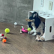 Leo joined the competition — help win amazing prizes! animal, black_and_white, bone, cardboard_box, cute, dog, electrical_outlet, floor, household, indoor, pet, pet_toys, playful, plush_toy, small_dog, stuffed_animal, tennis_ball, toy, wall, wood_floor
