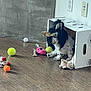 animal, black_and_white, bone, cardboard_box, cute, dog, electrical_outlet, floor, household, indoor, pet, pet_toys, playful, plush_toy, small_dog, stuffed_animal, tennis_ball, toy, wall, wood_floor