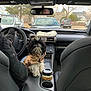 Leo joined the competition — help win amazing prizes! black_and_white, car_interior, center_console, coffee_cup, cute, dashboard, dog, fluffy, jacket, leather_seat, parked_cars, person, pet, rearview_mirror, road_trip, seat, small_dog, steering_wheel, trees, window
