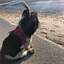 Leo is registered to the contest to win money with this photo: animal, beach, black_and_white, calm, canine, concrete, daylight, dog, fur, leash, nature, outdoor, pet, ponytail, relaxing, sand, side_view, sitting, sunlight, water
