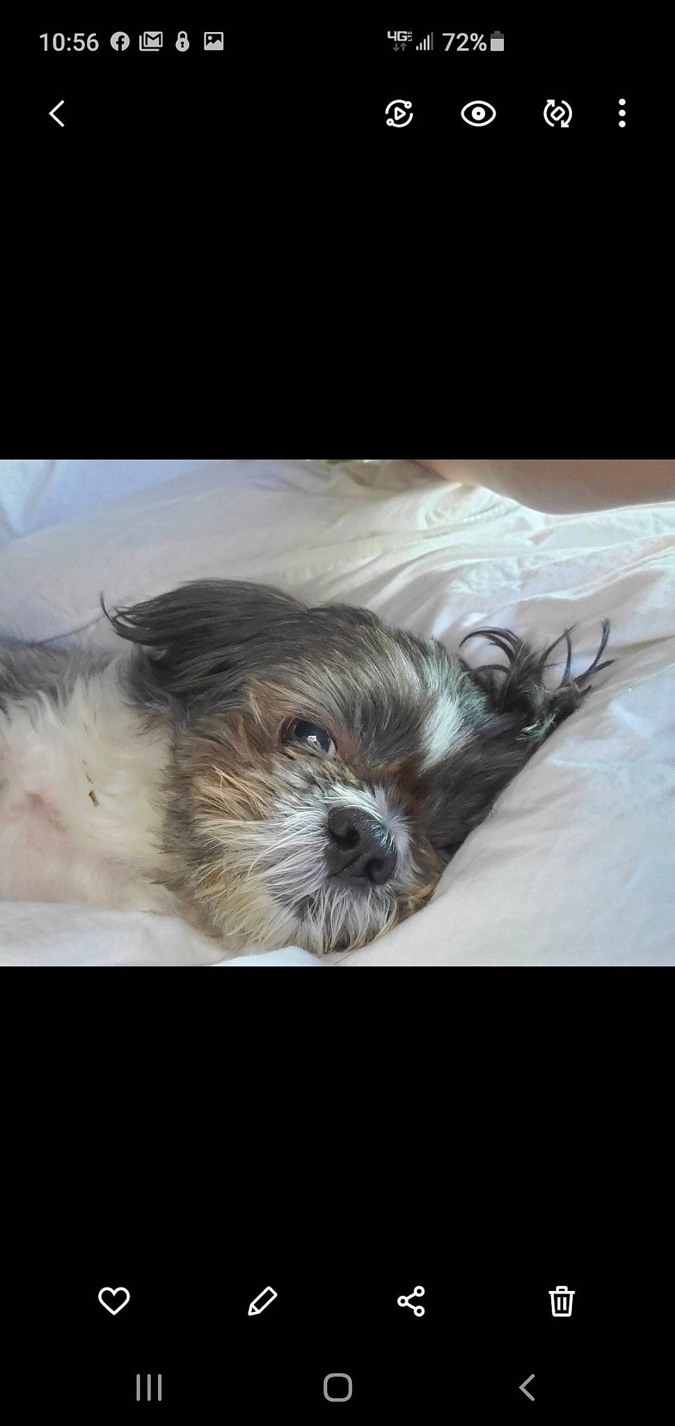 Gino is registered to the contest to win money with this photo: canidae, carnivore, chinese_imperial_dog, companion_dog, dog, dog_breed, havanese, lhasa_apso, lowchen, maltese, morkie, non_sporting_group, puppy, rare_breed_dog, shih_tzu, small_terrier, sporting_group, toy_dog, yorkshire_terrier