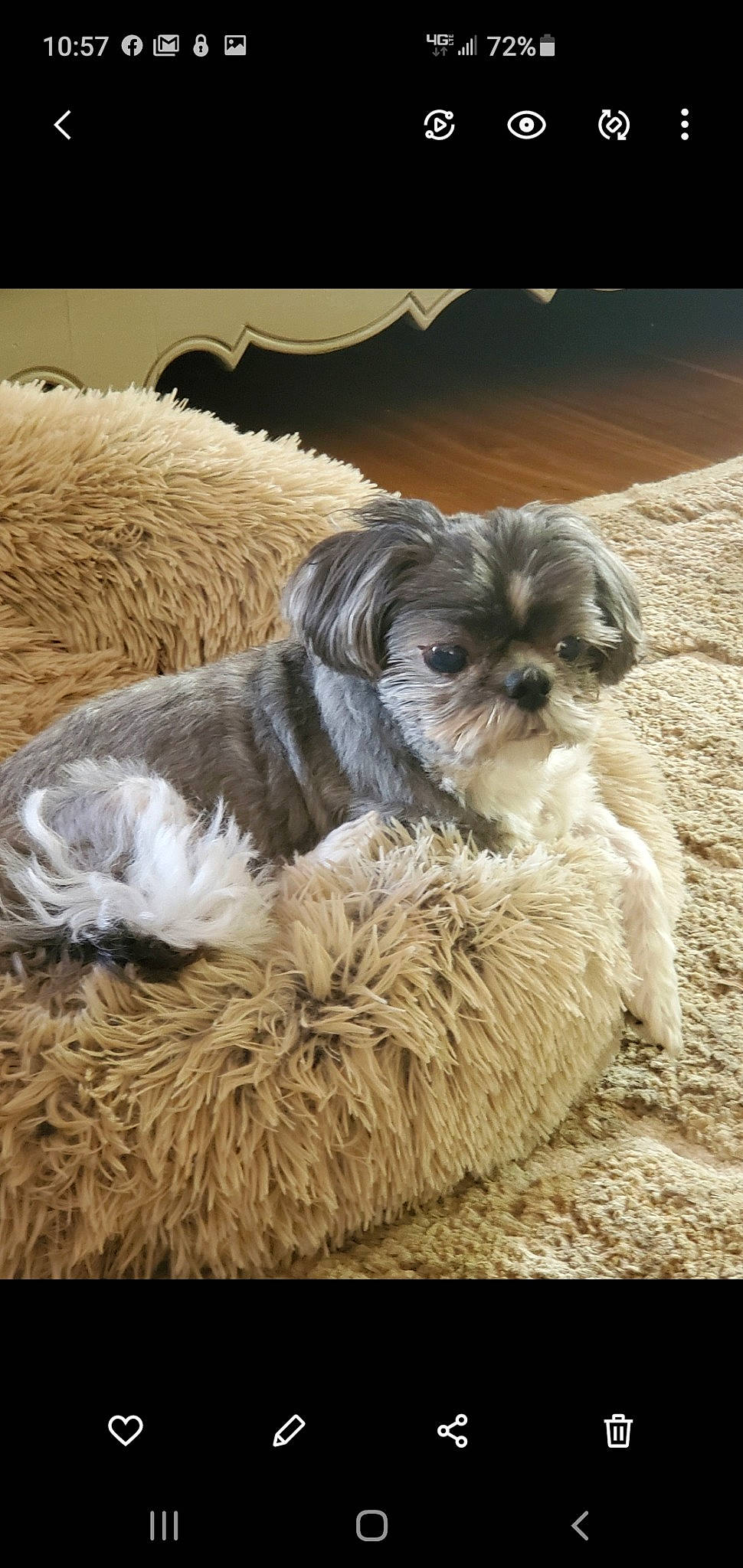 Gino joined the competition — help win amazing prizes! canidae, carnivore, chinese_imperial_dog, companion_dog, dog, dog_breed, lhasa_apso, mal_shi, maltepoo, mammal, morkie, pekapoo, poodle_crossbreed, puppy, rare_breed_dog, shih_poo, shih_tzu, sporting_group, toy_dog, vertebrate