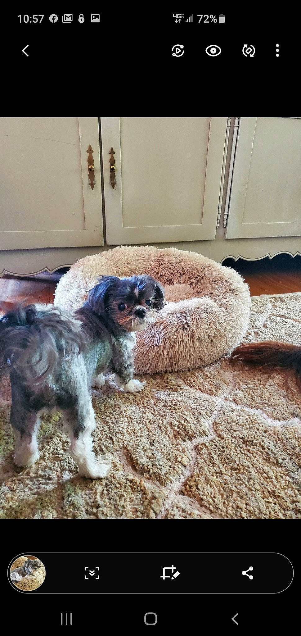 Gino is registered to the contest to win money with this photo: canidae, carnivore, cavachon, cavapoo, companion_dog, dog, dog_breed, maltese, mammal, morkie, puppy, schnauzer, shih_tzu, sporting_group, tibetan_terrier, toy_dog, vertebrate, yorkshire_terrier