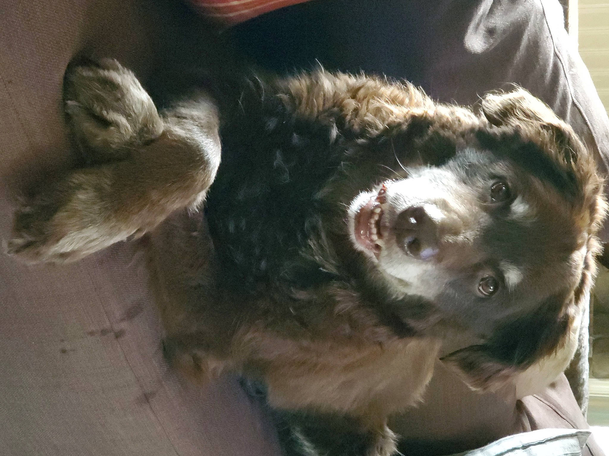 Bear joined the competition — help win amazing prizes! canidae, carnivore, dog, dog_breed, ear, fur, puppy, snout, sporting_group