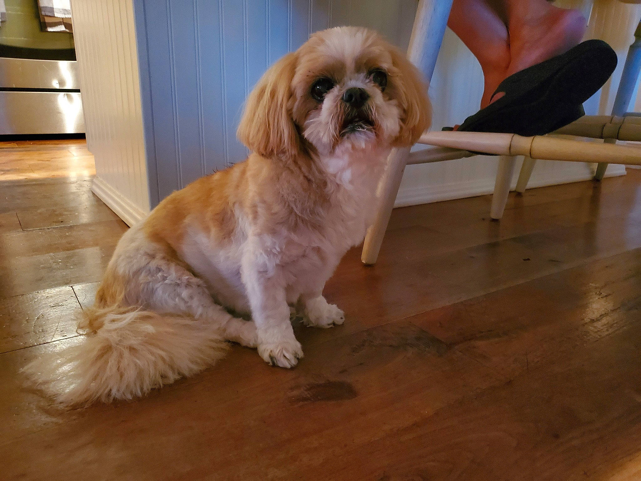 Bentley is registered to the contest to win money with this photo: ancient_dog_breeds, canidae, carnivore, companion_dog, dog, dog_breed, floor, flooring, hardwood, king_charles_spaniel, lhasa_apso, mammal, rare_breed_dog, shih_tzu, snout, sporting_group, toy_dog, vertebrate, wood, wood_flooring