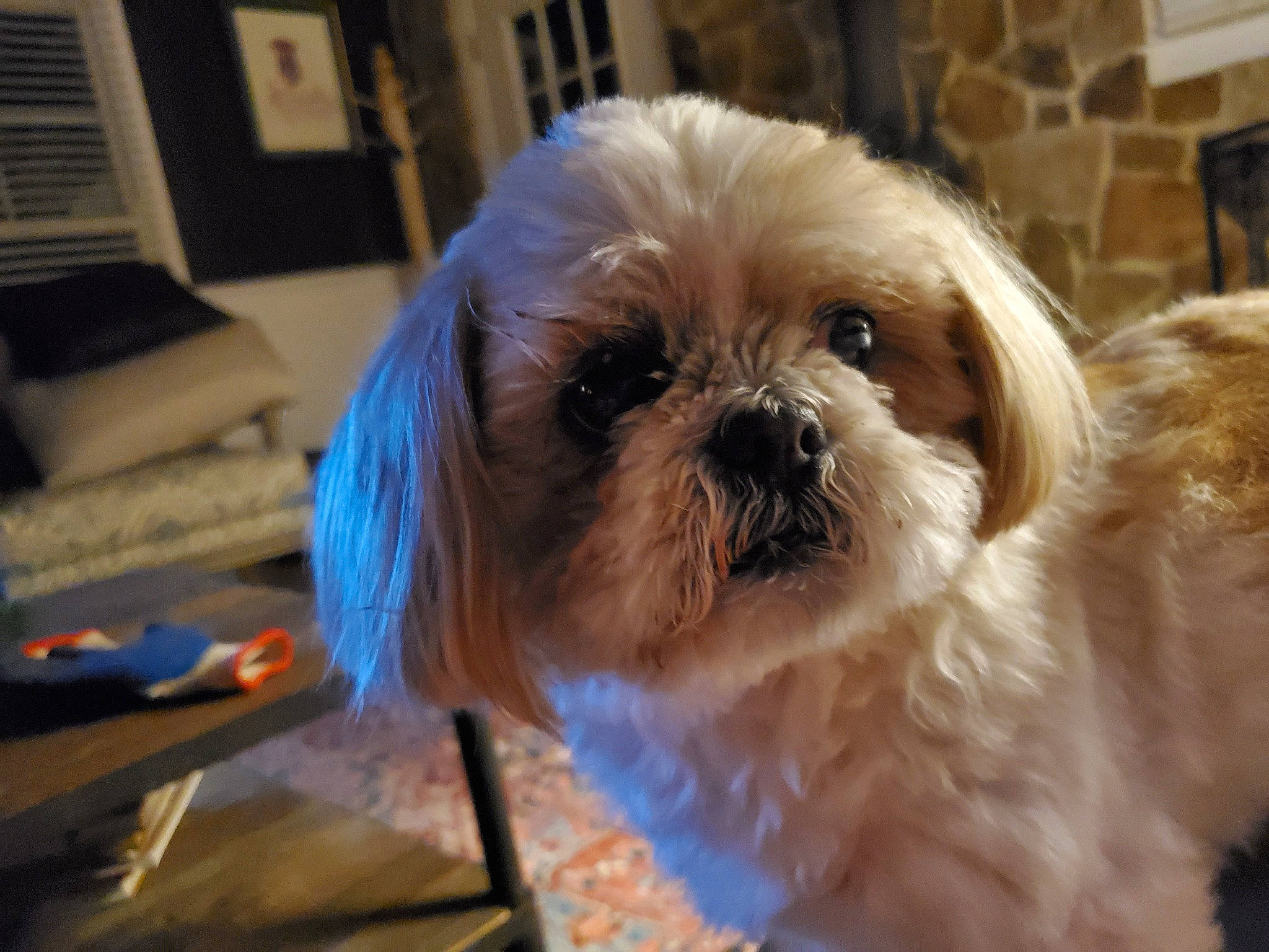 Bentley joined the competition — help win amazing prizes! canidae, carnivore, companion_dog, dog, dog_breed, fawn, fur, liver, mal_shi, non_sporting_group, pekapoo, puppy, shih_poo, shih_tzu, small_terrier, snout, terrier, toy_dog, vertebrate, working_animal