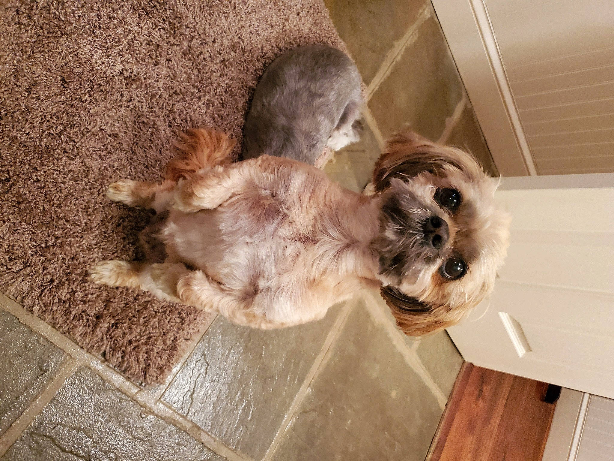 Harley is registered to the contest to win money with this photo: cairn_terrier, canidae, carnivore, companion_dog, dog, dog_breed, fawn, glen_of_imaal_terrier, havanese, lhasa_apso, mammal, morkie, puppy, schnoodle, shih_tzu, small_terrier, sporting_group, sporting_lucas_terrier, terrier, toy_dog