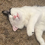 Karlos And Cowboy is registered to the contest to win money with this photo: cat, white_cat, black_patch, sleeping, lying_down, carpet, indoor, pet, feline, cute, relaxed, fur, whiskers, paw, pink_nose, domestic_animal, animal, close_up, cozy, resting