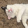 cat, white_cat, black_patch, sleeping, lying_down, carpet, indoor, pet, feline, cute, relaxed, fur, whiskers, paw, pink_nose, domestic_animal, animal, close_up, cozy, resting