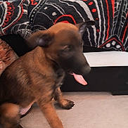 Nala a rejoint le concours — aidez-le/la à gagner de superbes lots ! puppy, dog, brown, tongue_out, sitting, carpet, indoor, couch, blanket, patterned_blanket, pet, animal, furry, cute, young_dog, domestic_animal, front_paw, ears, fur, home