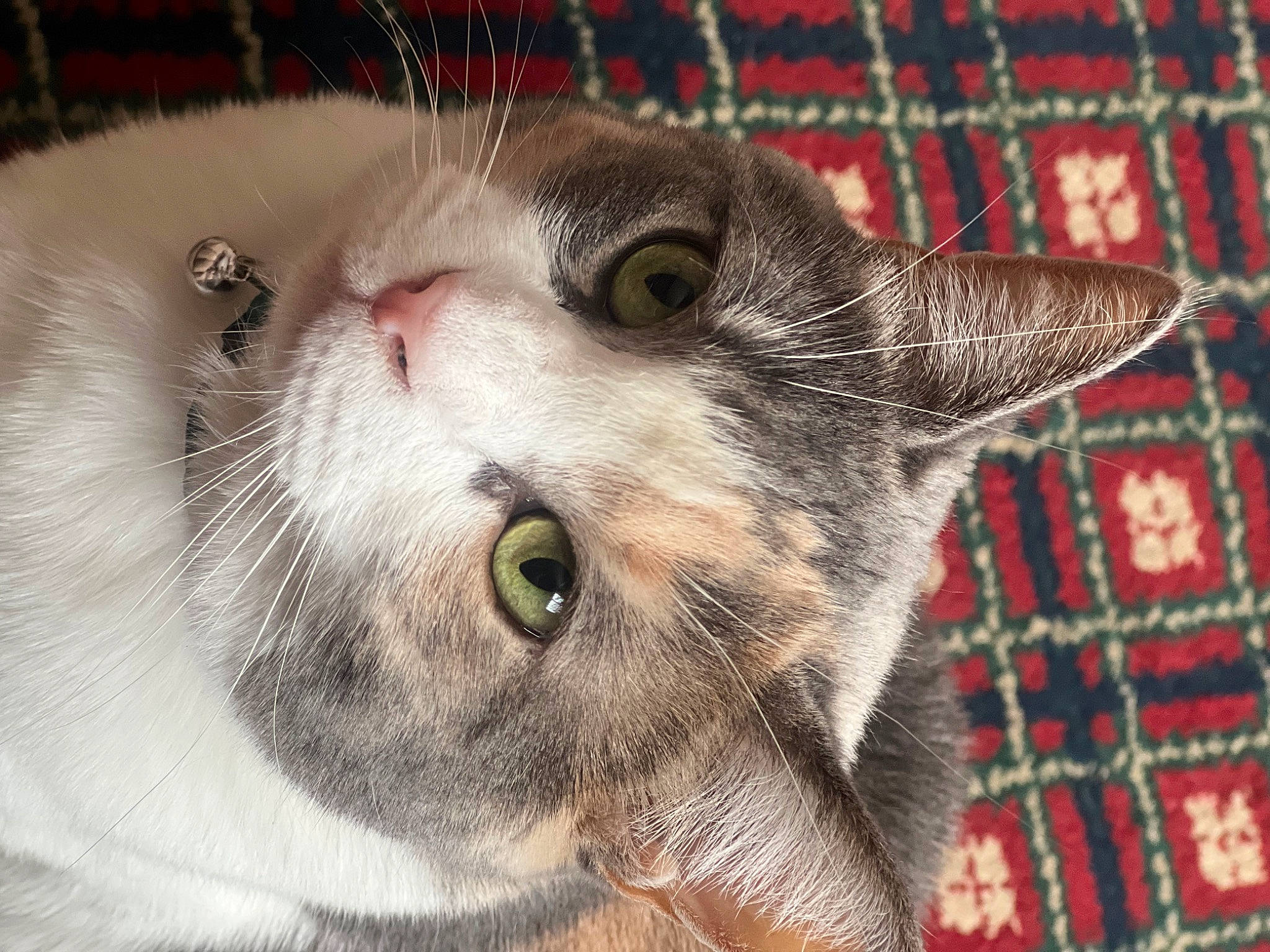 Winkle is registered to the contest to win money with this photo: animal_shelter, carnivore, cat, cat_supply, domestic_short_haired_cat, fang, felidae, fur, linens, pattern, pet_supply, plaid, small_to_medium_sized_cats, snout, tartan, whiskers, woven_fabric