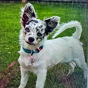 Marley is registered to the contest to win money with this photo: animal, black_spots, canine, collar, curious, dog, domestic_animal, ears, fence, friendly, grass, nature, outdoor, pet, playful, standing, tag, tail, white_dog, yard