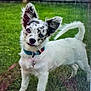 animal, black_spots, canine, collar, curious, dog, domestic_animal, ears, fence, friendly, grass, nature, outdoor, pet, playful, standing, tag, tail, white_dog, yard