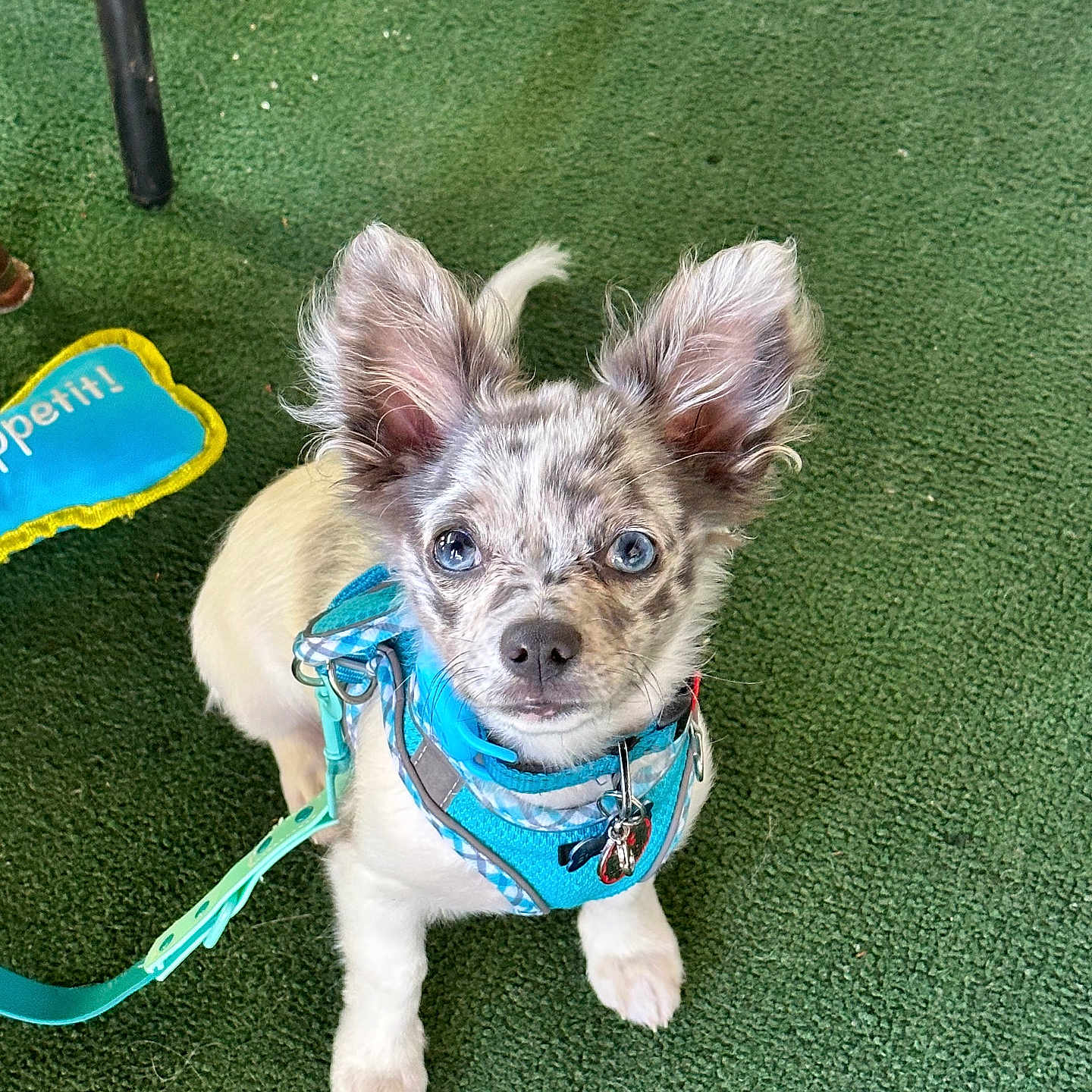 Marley joined the competition — help win amazing prizes! adorable, animal, blue_eyes, cute, dog, domestic_animal, ears_up, green_carpet, harness, indoor, leash, looking_up, pet, pet_accessory, playful, puppy, small_dog, speckled_fur, toy, young_dog