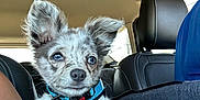 Marley joined the competition — help win amazing prizes! animal, blue_eyes, car, car_seat, collar, cute, dog, ears, fur, inside, looking, pet, pet_tag, puppy, resting, seat, small_dog, transportation, travel, window