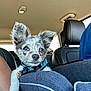 Marley joined the competition — help win amazing prizes! dog, puppy, car, car_seat, blue_eyes, collar, pet, animal, fur, ears, window, seat, travel, pet_tag, inside, transportation, cute, small_dog, resting, looking
