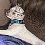puppy, dog, sleeping, collar, brown_blanket, white_fur, spotted, pet, cozy, resting, cute, domestic_animal, animal, fur, relaxation, whiskers, indoor, close_up, peaceful, napping