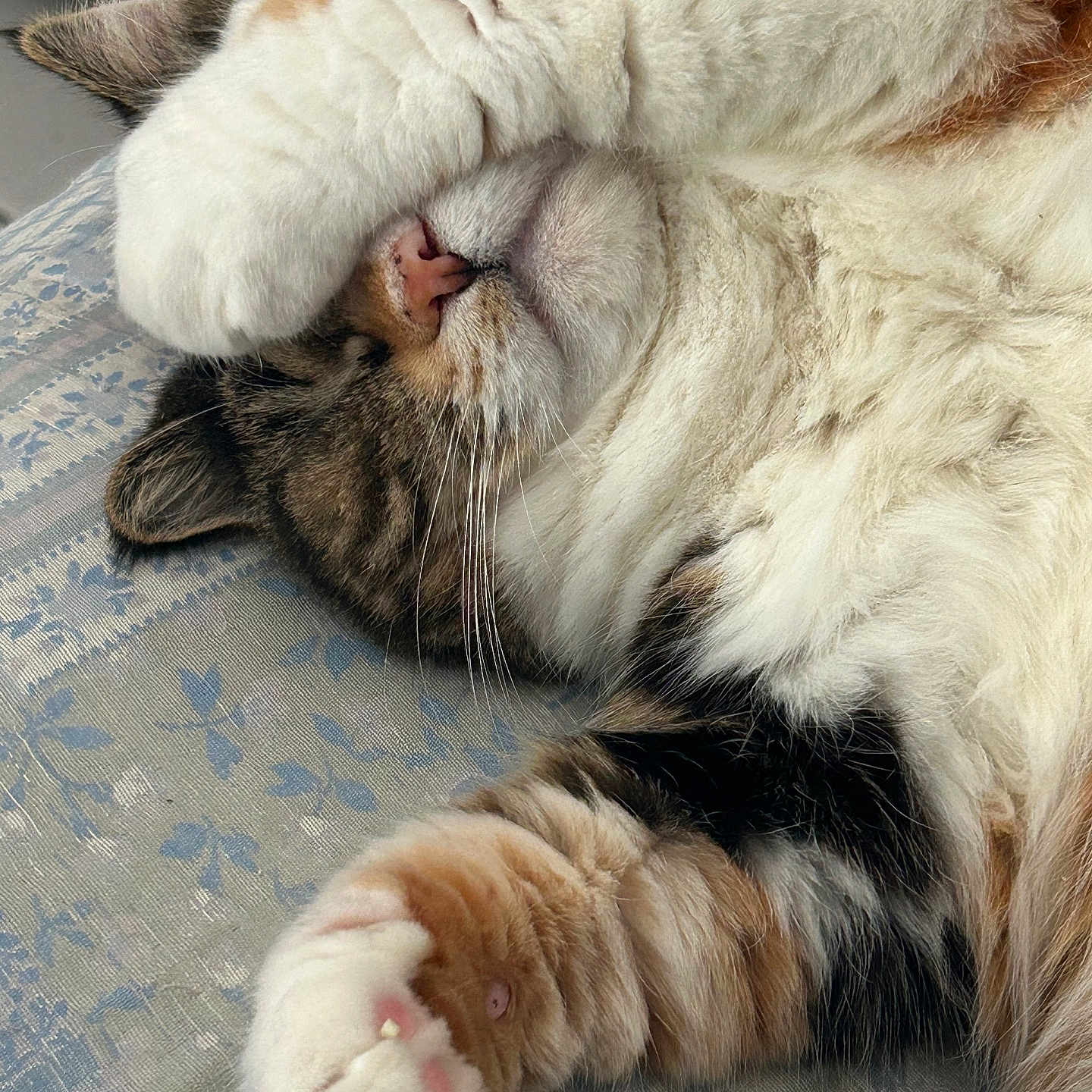 Fripouille participe au concours pour gagner de l'argent avec cette photo : animal, cat, closeup, cozy, cute, feline, fur, indoor, nose, paw, pet, pink_paw_pads, relaxing, resting, sleeping, soft, striped, tabby, whiskers, white_fur