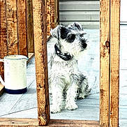 Tobby is registered to the contest to win money with this photo: dog, schnauzer, pet, animal, wooden_beams, porch, flooring, pitcher, outdoor, collar, fur, white, grey, sitting, looking_away, furniture, wood_texture, daylight, quiet, calm