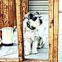 dog, schnauzer, pet, animal, wooden_beams, porch, flooring, pitcher, outdoor, collar, fur, white, grey, sitting, looking_away, furniture, wood_texture, daylight, quiet, calm