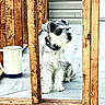 Tobby Vasquez is registered to the contest to win money with this photo: dog, schnauzer, small_dog, white_fur, black_fur, beard, sitting, outdoor, porch, deck, wooden_fence, wooden_railing, rustic, watering_can, collar, home_exterior, sunlight, pet, animal, portrait